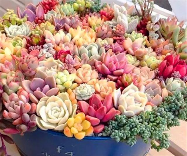 阳台养多肉专用技巧，只要5招，阳台也能养出极品多肉