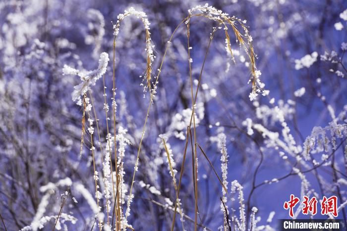 降雪|四川若尔盖：雪后雾凇若诗若画