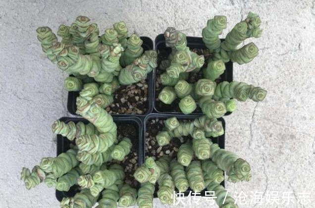 观赏度|养好“钱串”就代表养好了自己的财气，夏季养护多肉有妙招