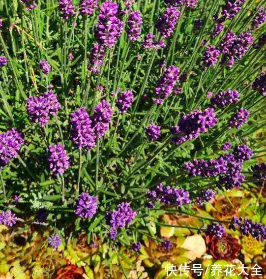 常见的8种植物,也是中药,养在家里特养人