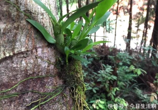 盆栽，它才是天然的生根料，阿司匹林和柳树枝水都赶不上！