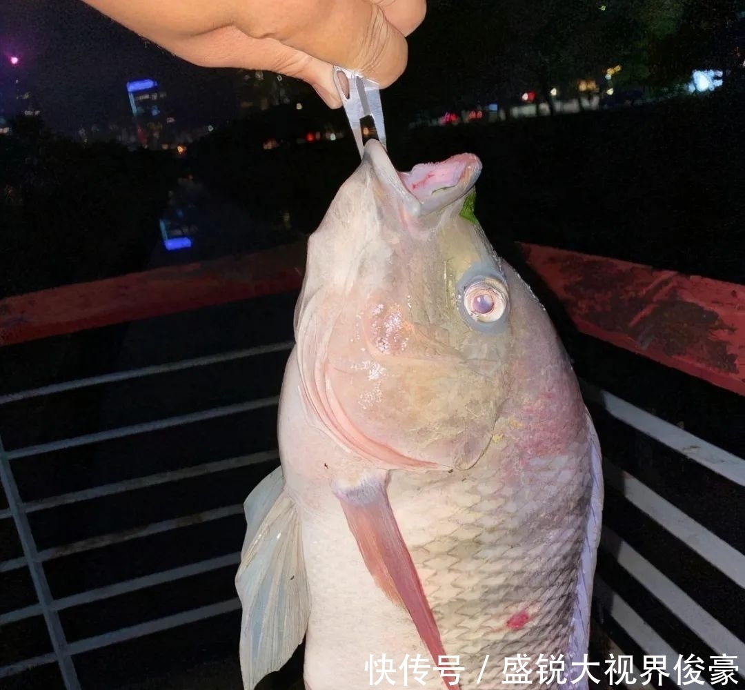 扎堆|河道“巨型罗非”扎堆,钓鱼人:三五斤起步,半天钓十几条