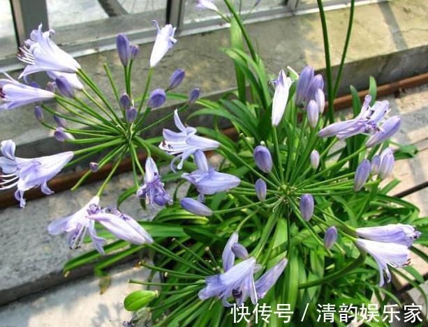 种花|家里“3种花”,一见光就开花,一年四季摆阳台,朵朵花开红艳艳