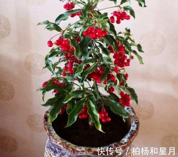 年底养盆喜庆花,有招财旺运好兆头,红红火火好运来!