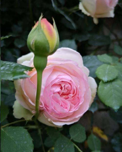 叶子|月季花发芽了却没叶子都怪土里这个物质太多