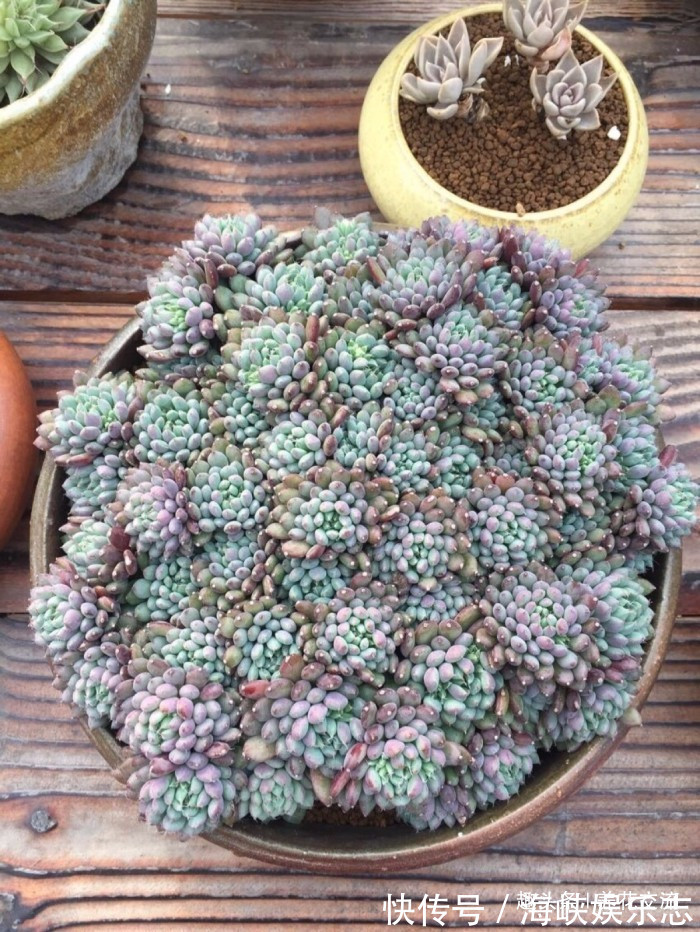 叶片|这三种简单方法可以繁殖多肉植物,叶片、枝条和侧芽都可培育