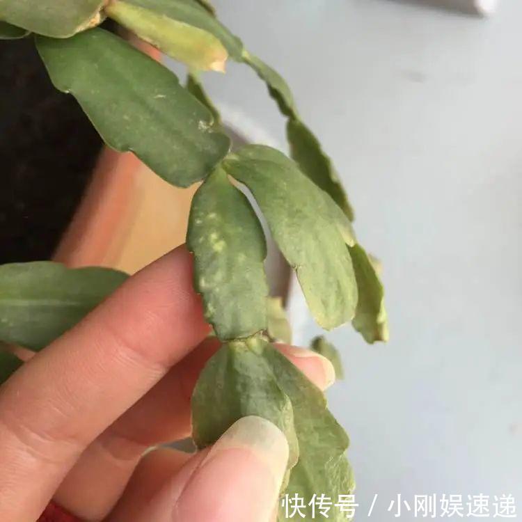 叶片|10种花特怕晒,越晒越黄叶,搬阴凉地儿才能活!