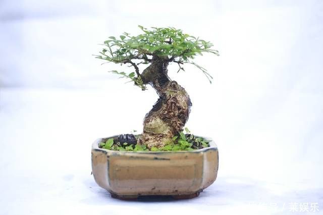 枝条|网友分享的白蜡微型盆栽,室内摆件精品盆栽,快来一睹为快