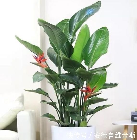 4种漂亮花，阳台开出花海，妖艳妖娆，层层交叠，烂漫迷人眼