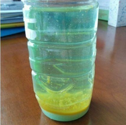 君子兰|君子兰患黄化病2年,大胆在盆中倒点“它”,叶片变得又肥又绿!