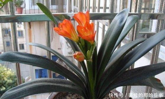 天凉后|天凉后,君子兰浇上养根水,长出格格叶,一窜3箭花,超好用