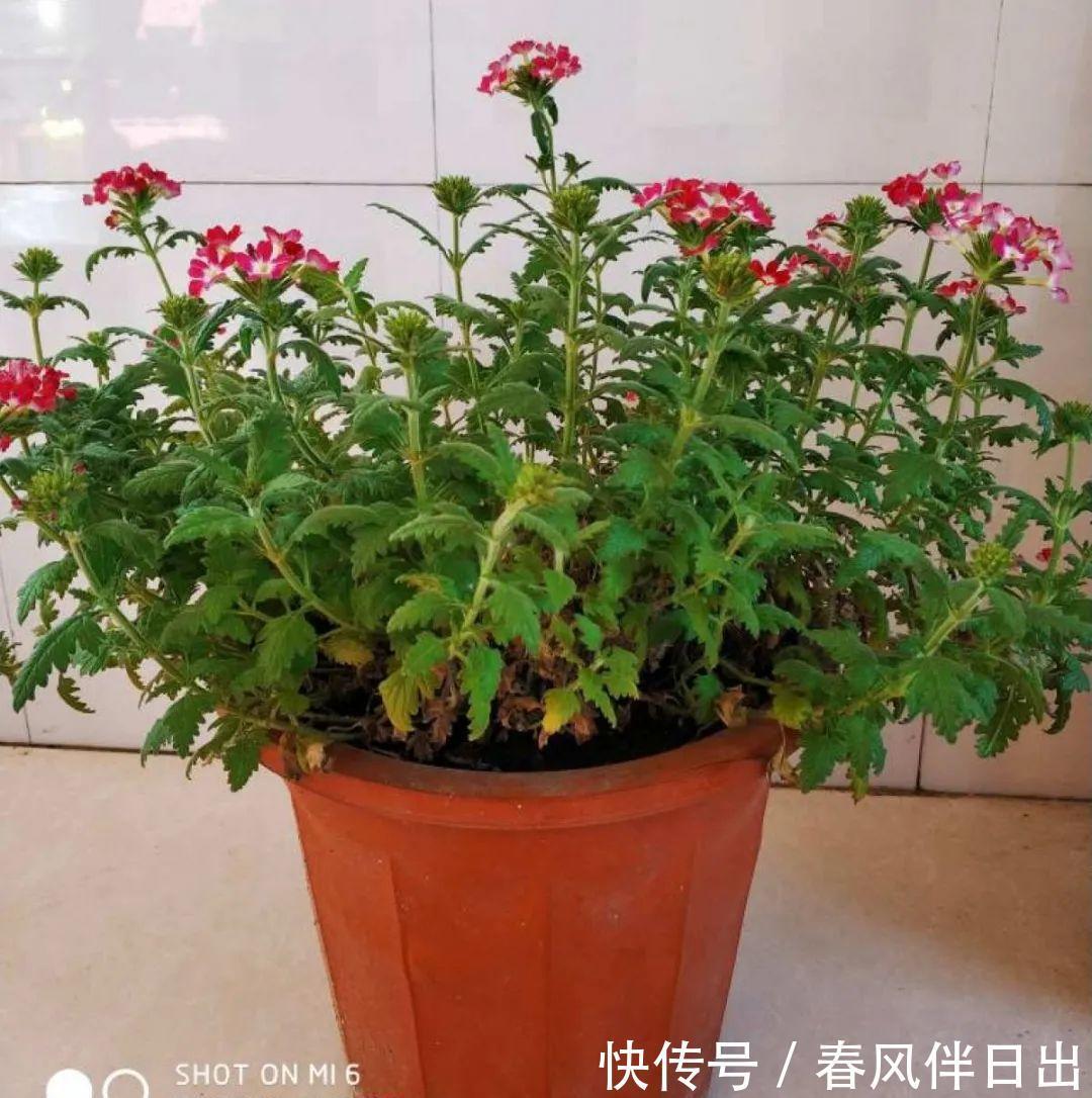 施肥|8种花赶紧剃头,剃得越狠,开花越多