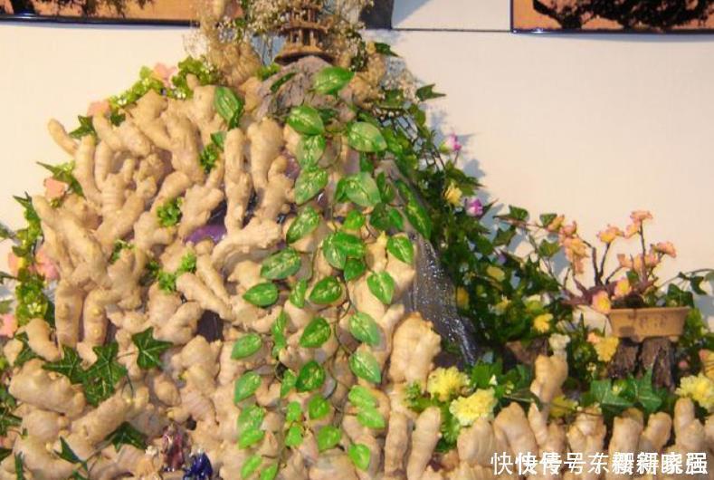 阳台上|阳台盆栽生姜,简单4步走,叶绿当花赏,不用再去买,自给自足