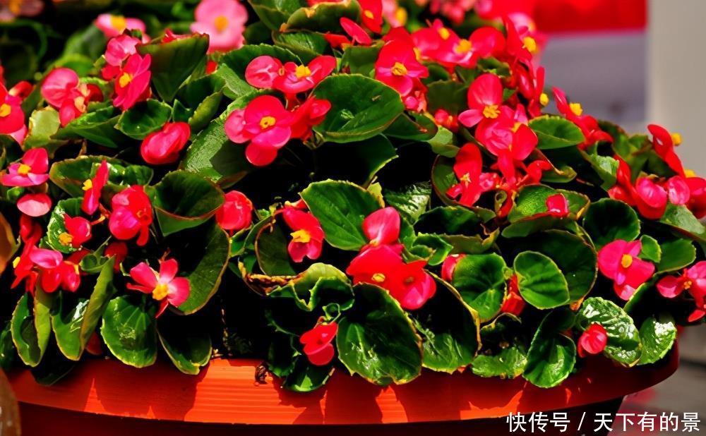 花期|5种漂亮花,越晒越开花,暴晒也不怕,开成“花疙瘩”