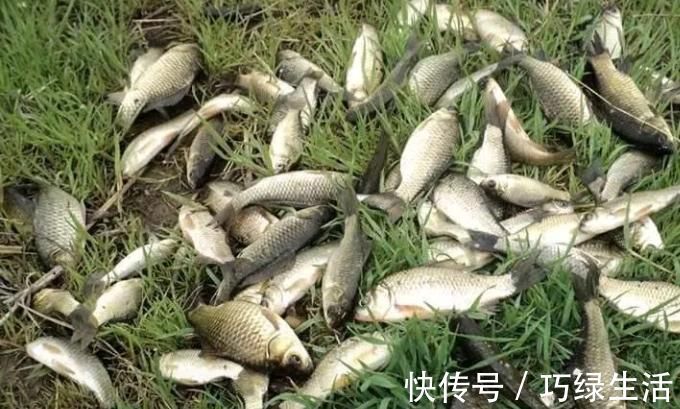 钓法|五分钟告别“空军”,春钓大板鲫就数这钓法才最狠,十人用九人爽