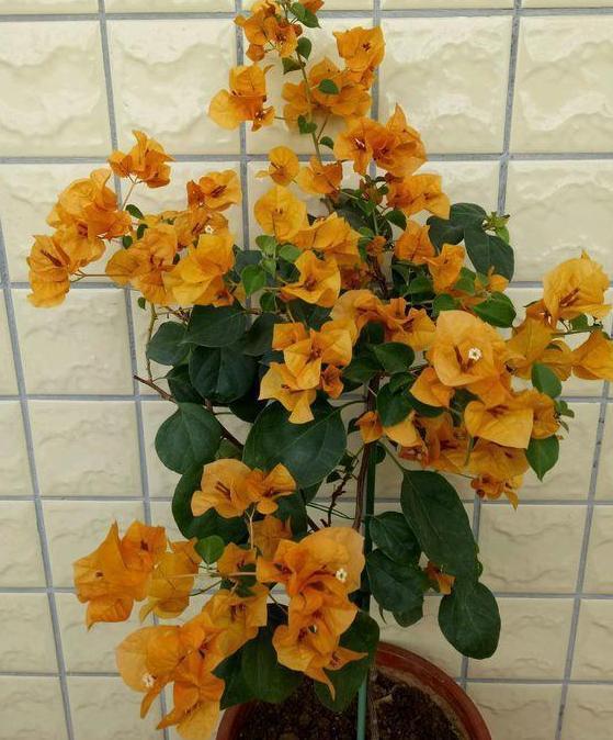 三角梅长势不佳、开花少该怎么办多注意4件事,养护零失误