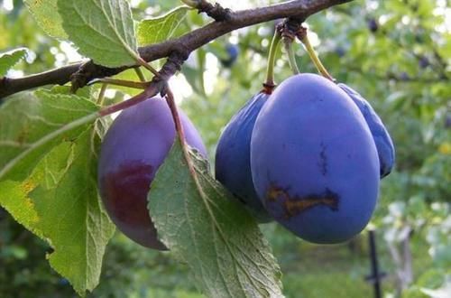 食物|女性不想顯老，三種食物不可少，減少皺紋，補腎活血，從臉嫩到腳
