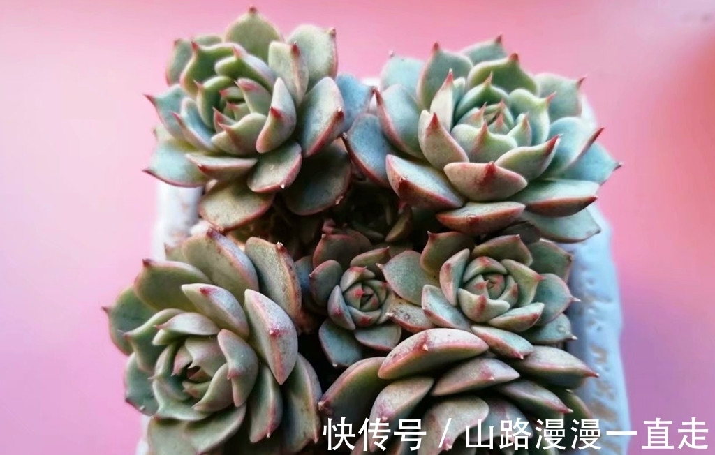 6种多肉养护用点小技巧,一年就会爆出很多头,长成手捧花超美