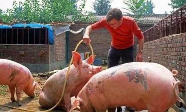 香奈儿$小伙执意给猪纹身,没想到竟被香奈儿看中,一张猪皮狂卖70万