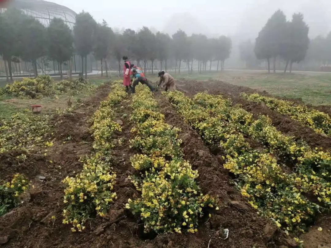 菊根|淮阳太昊陵菊花展结束了，菊花弄哪去了？