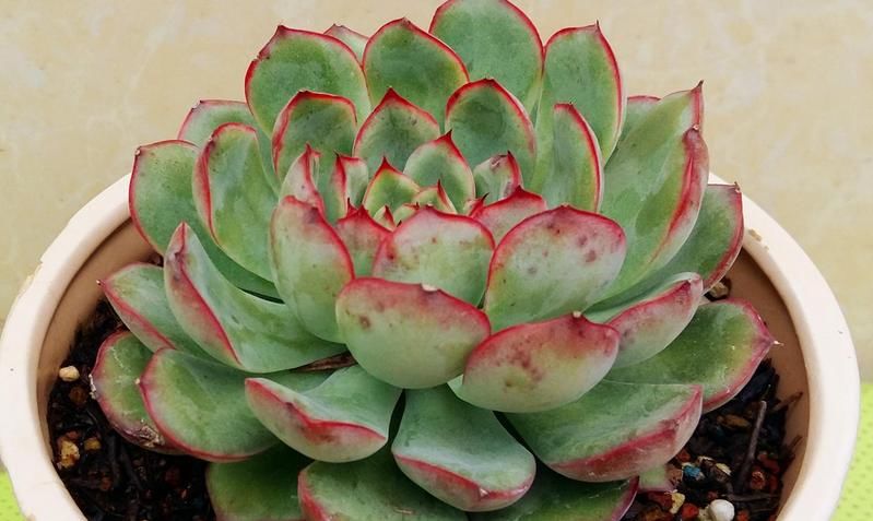 普货多肉不普通，选这3样盆栽成老桩，比贵货还受人欢迎