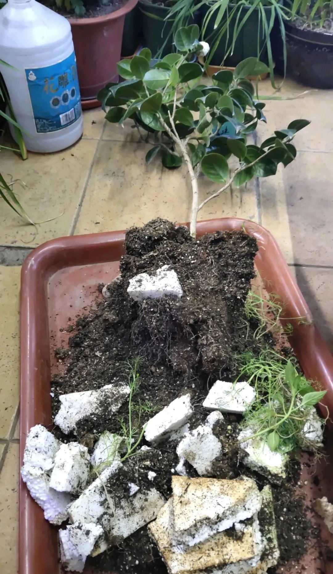 买的花总不活,秘密全在花盆里,搬起来看看才知道