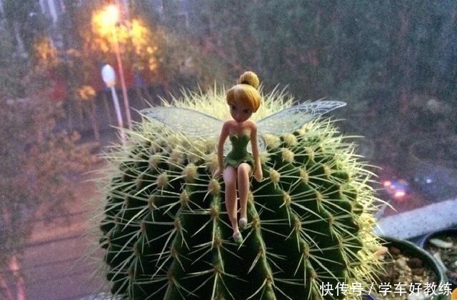 懂花的人,都不在客厅养“5种花”,会被人笑话,家里有的快处理!