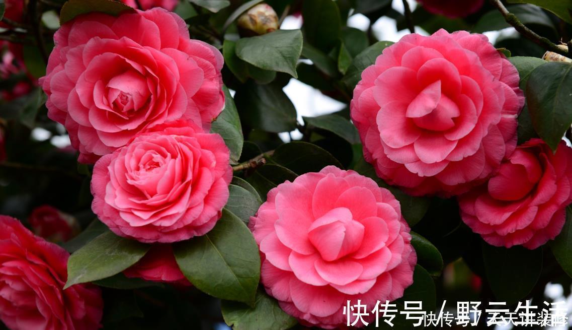 中国传统十大名花你知道多少？各有千秋，看过后就像拥有！