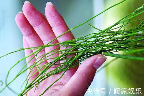 节草|农村这种“野草”随处可见，100斤竟能卖到2000块！