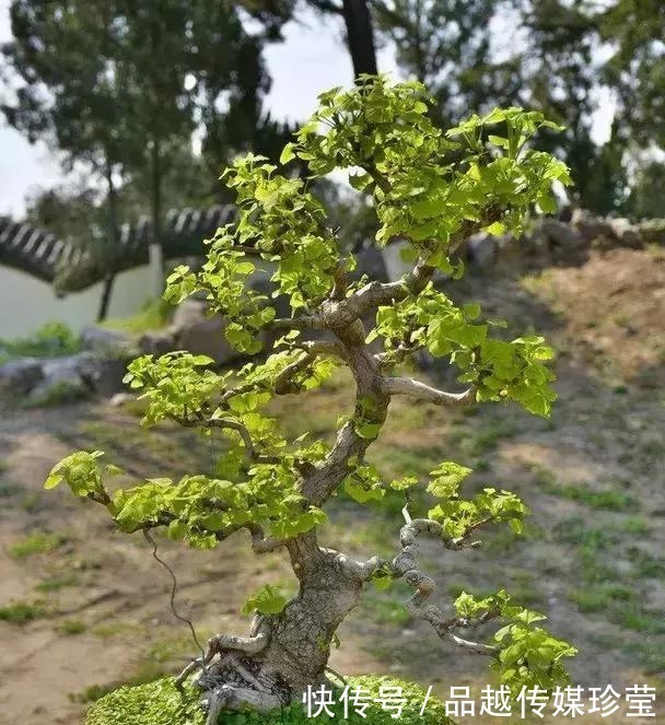 这3种盆景可以养成传家宝,再穷也要养,越老越值钱!