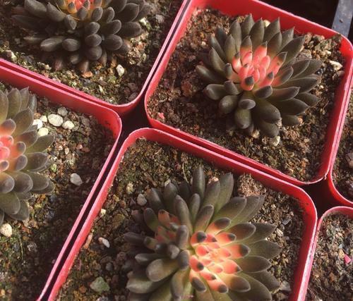 4种多肉植物，再便宜也别买，养一盆死一盆，浪费钱！