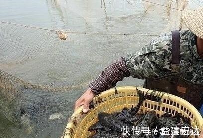钓鱼|他野钓钓到六斤鲫鱼王，一看竟是“太监鲫鱼”这究竟是谁的功劳
