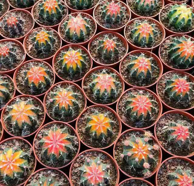 4类“坑人花”，漂亮却活不长，新手“别上当”，买了养不活