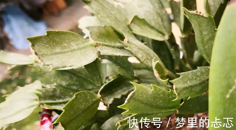 蟹爪兰叶子“打焉”，用这个“小方法”，叶片肥厚，长势更旺！