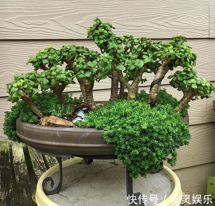 养出“这样的”金枝玉叶,需要“硬功夫”,学会4招,一盆上千块