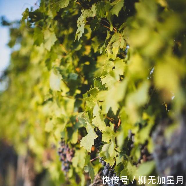 葡萄酒|标注“老藤”的葡萄酒,品质就一定高吗