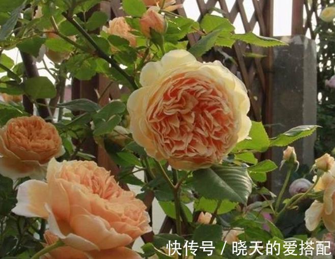 家庭庭院必养的5种藤本月季,好看好养还好打理,关键是太漂亮了