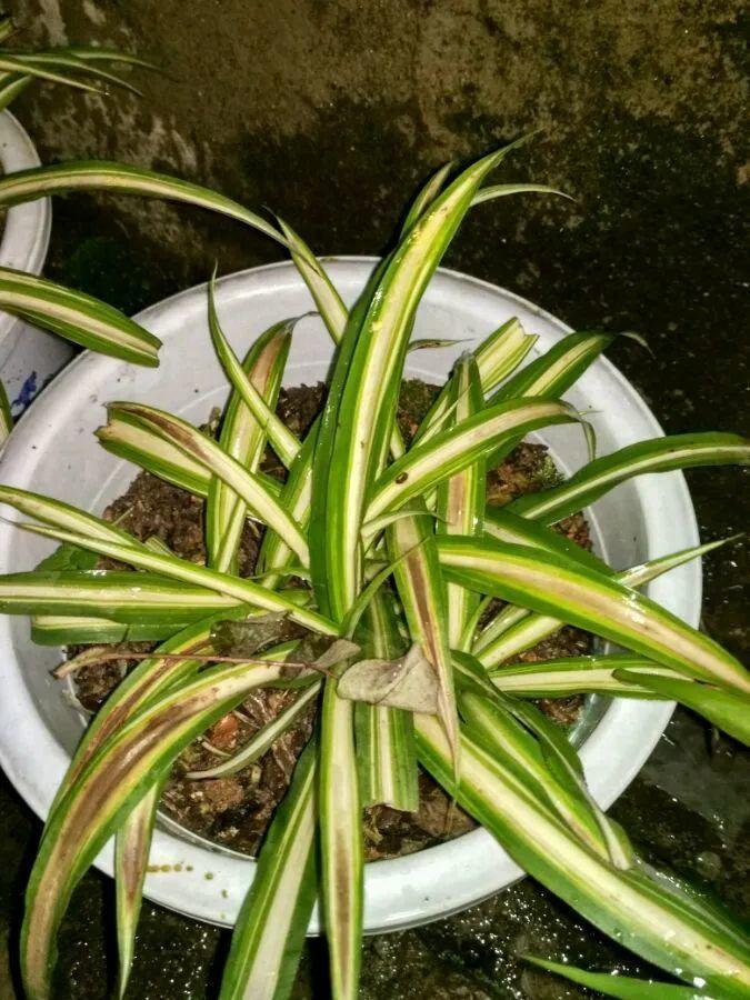 干枯|10种花特怕晒,越晒越黄叶,搬阴凉地儿才能活!