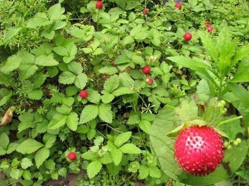 防癌抗癌|农村遍地长的红球球,入药清热解毒主治咳嗽,还是防癌抗癌的好药