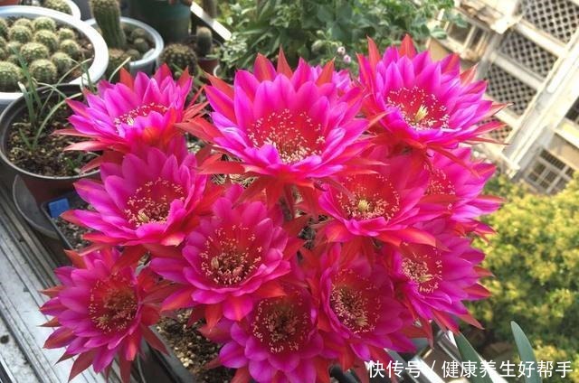 5种花卉，最爱“毒日头”，越晒越开花，千万别放屋里养！