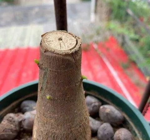 发财树盆里扔点小东西，壮根促芽，再喷点它，叶子一年绿油油