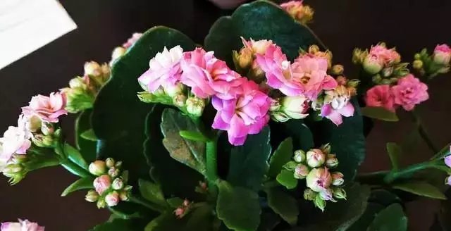 长寿花长花苞后该怎么养？你真的知道吗？可别弄错了哦！