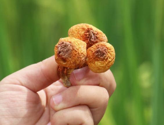 hpv|宫颈癌一发现就是晚期医生提醒提前做好2件事，宫颈不易癌变