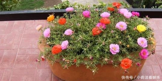 沙漠玫瑰|最适合懒人养护的这些花,不用费心养护,就可花开繁盛!