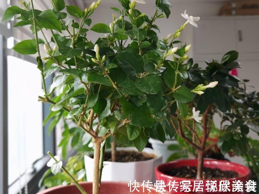 自来水|茉莉花,天生就是“醋坛子”!夏季1个月浇3次,叶不黄开花旺