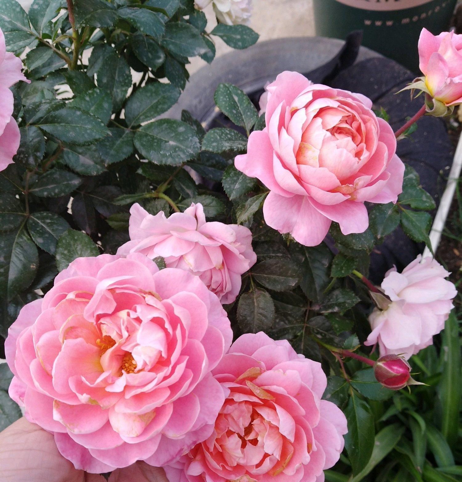 香香公主|别养绿萝吊兰了,此盆栽绿植,四季开花,香气四溢,好看又好养!