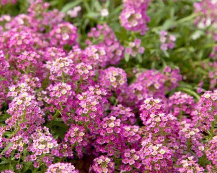 4种花是爆盆能手，开起花来“拦”不住，花开不断，还能旺财