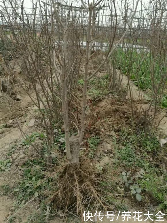 大粗杆子扦插,泥巴一裹就生根,秒变老桩大户