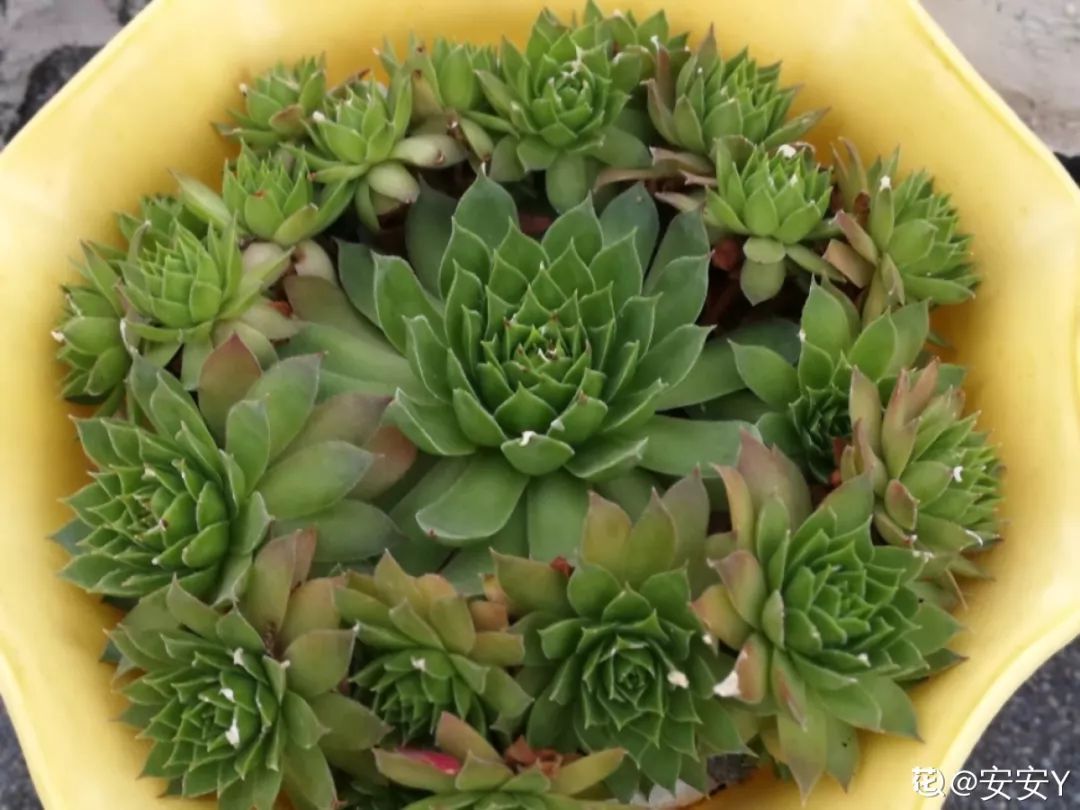 自制养花杀菌水，7天浇一勺，虫子全死光，再也不黄叶！