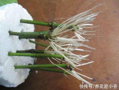 生根液|水培是最简单的扦插“生根法”，但是想要快速生根，也要学会窍门